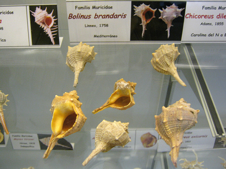 Bolinus brandaris, vista total