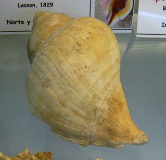 Chorus giganteus, primer plano 01