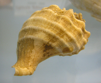 Chorus giganteus, primer plano 02