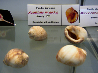 Acanthina monodon