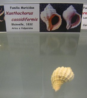 Xanthochorus cassidiformis