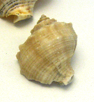 Rapana benzoar, primer plano 01