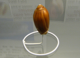 Oliva peruviana castanea, primer plano