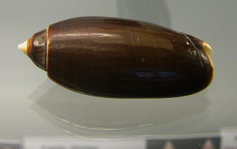 Oliva oliva ariola, primer plano