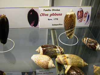 Oliva gibbosa