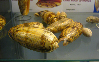 Oliva miniacea, primer plano