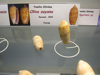 Oliva
                          sayana