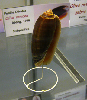 Oliva sericea, primer plano