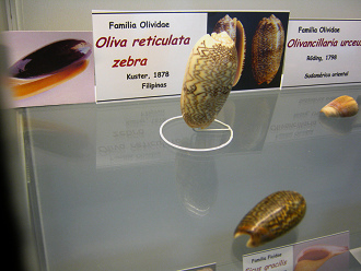 Oliva reticulata zebra