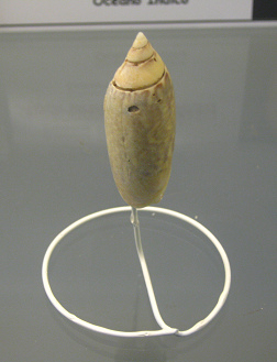 Agaronia nebulosa, primer plano