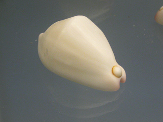 Calpurnus verrucosus, primer plano