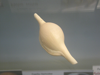 Volva volva, primer plano