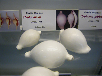 Ovula
                          ovum