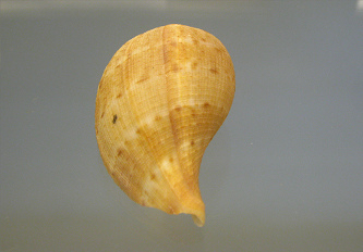 Ficus subintermedia, primer plano