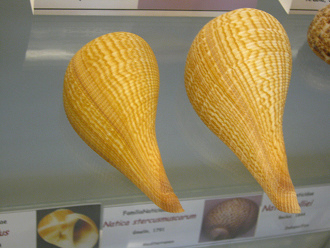 Ficus gracilis, primer plano