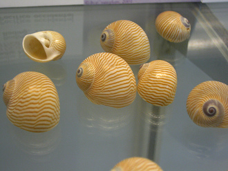 Natica lineata, primer plano 01, grupo