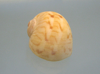 Natica canrena, primer plano