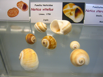 Natica vitellus