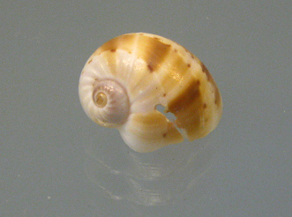 Natica colliei, primer plano