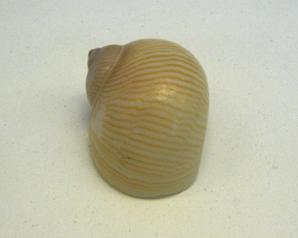 Natica lineata, primer plano