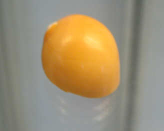 Polinices auriantus, primer plano