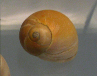 Polinices didyma, primer plano 03