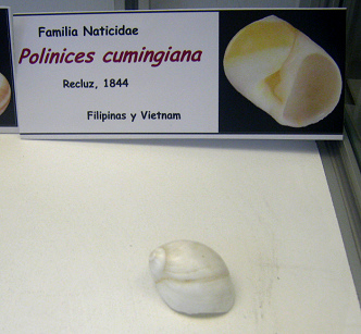 Polinices cumingiana