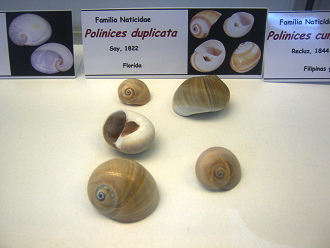 Polinices duplicata