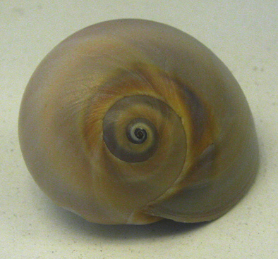 Polinices duplicata, primer plano 02