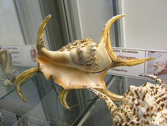 Lambis chiragra, primer plano 02