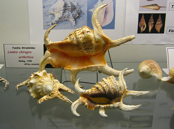 Lambis chiragra arthritica, Totale