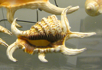 Lambis chiragra arthritica,
                                  primer plano 02