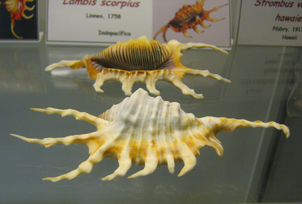 Lambis scorpius, primer plano 01