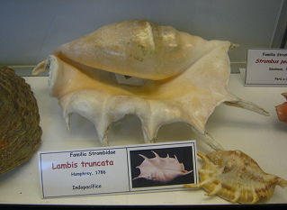 Lambis truncata