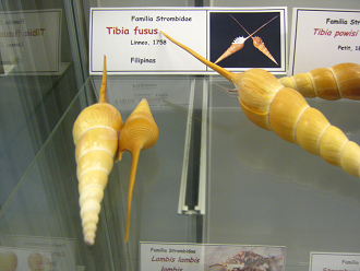 Tibia fusus