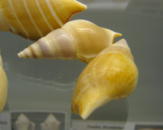 Tibia delicatula, primer plano