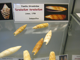 Terebellum terebellum