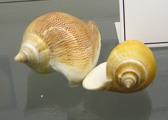 Strombus canarium, primer plano 01