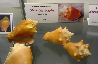 Strombus pugilis 01