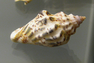 Strombus labiatus, primer plano 01