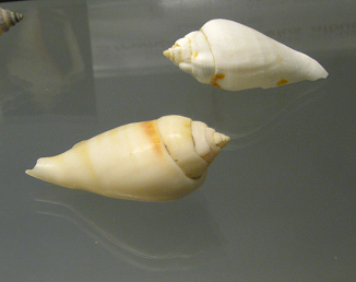 Strombus gibberelus albus, primer plano