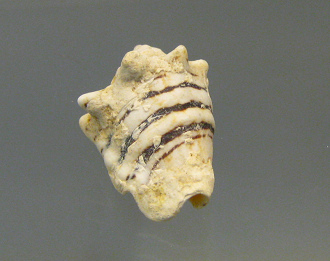 Strombus fasciatus, primer plano