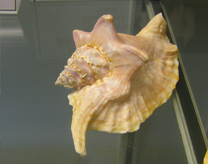 Strombus vomer hawaiensis, primer plano
                          01