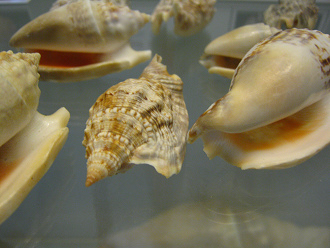 Strombus aurisdianae, primer plano 02