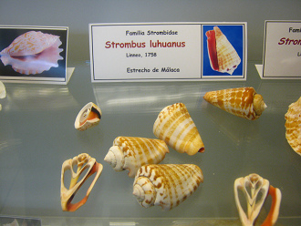 Strombus luhuanus