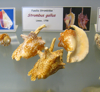 Strombus gallus