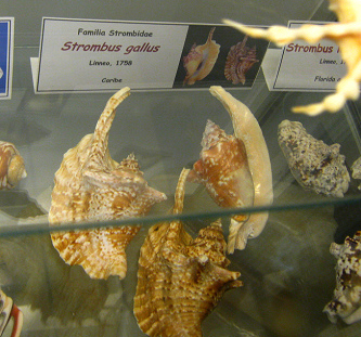Strombus gallus, Tafel