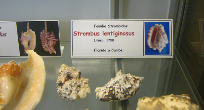 Strombus lentiginosus, Tafel