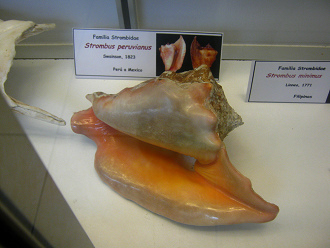 Strombus peruvianus