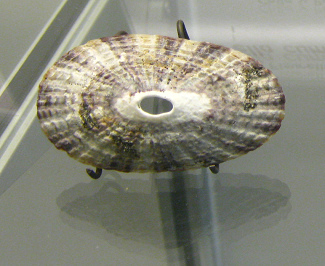 Fissurella cumingi, primer plano
                                  01